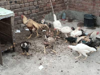 aseel murgy & murgiyan