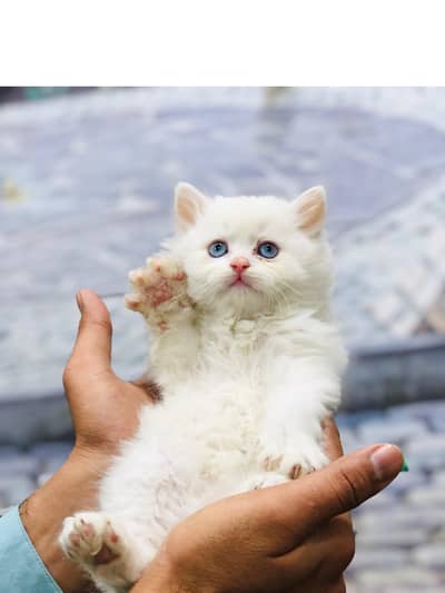 Persian kitten looking for a new home cash on delivery available