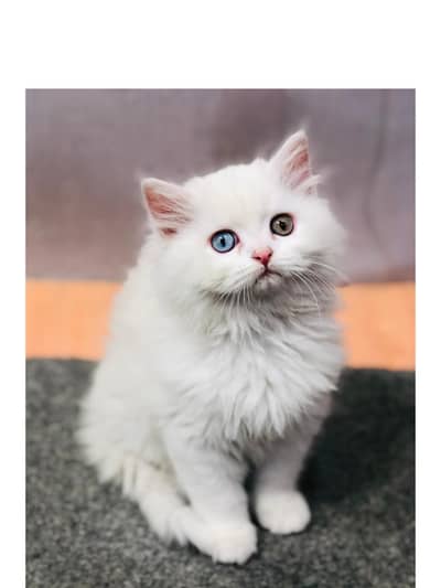 Persian kitten looking for a new home cash on delivery available