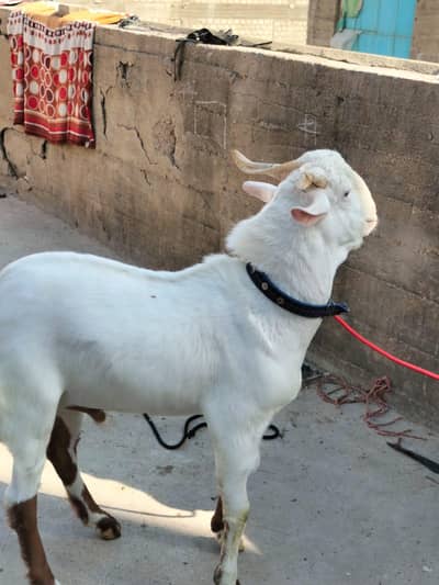 3 male goat 03132060830