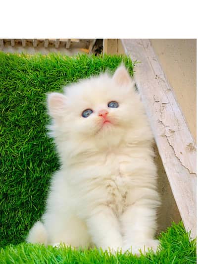 Persian kitten looking for a new home cash on delivery available