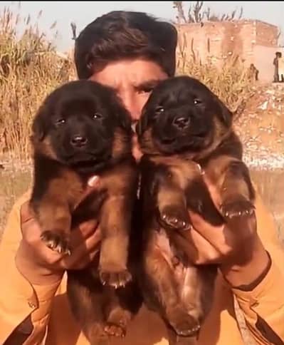 German Shepherd long coat piar for sale available