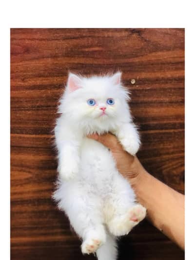Persian kitten looking for a new home cash on delivery available