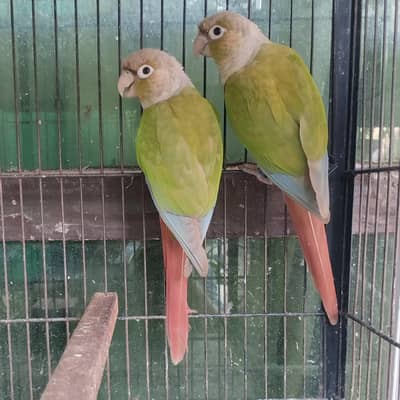 pineapple conure breeder pair