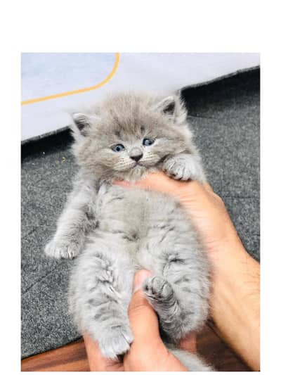 Persian kitten looking for a new cash on delivery available