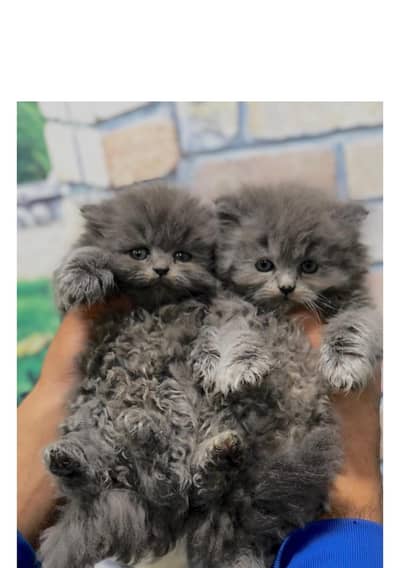 Persian kitten are looking for a new home cash on delivery available