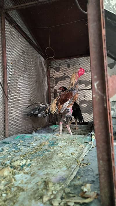 TURKISH HINT PATHA HEALTHY AND ACTIVE