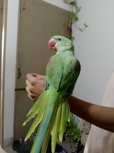 hend team . . with out hend team all birds for sell