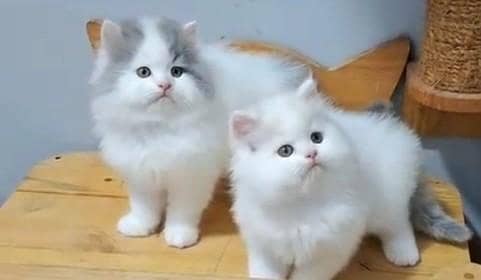 Pure Persian kitten male female Mor WhatsApp 03094016734