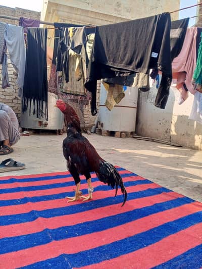 aseel mianwali  lakha