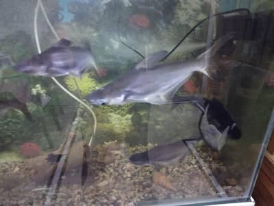 Blue Line Shark for Sale