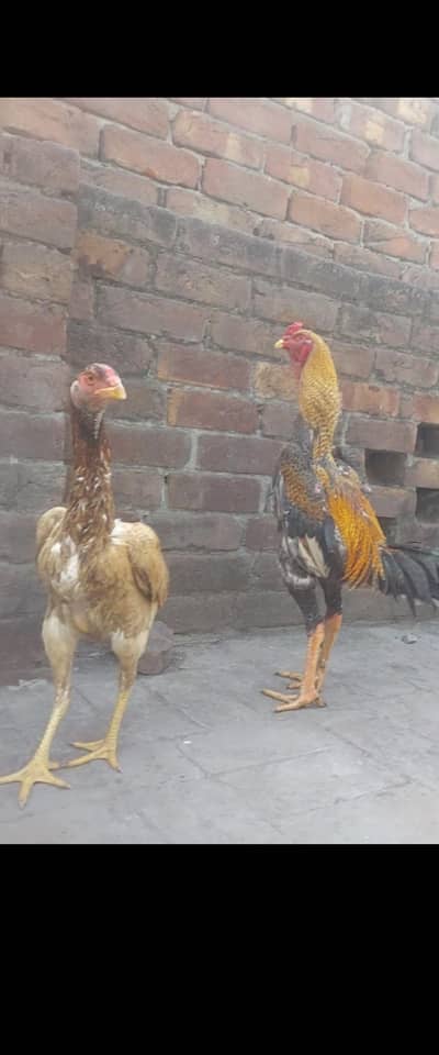 Shamo pair and trio set  and  sussex male for sale [see description]