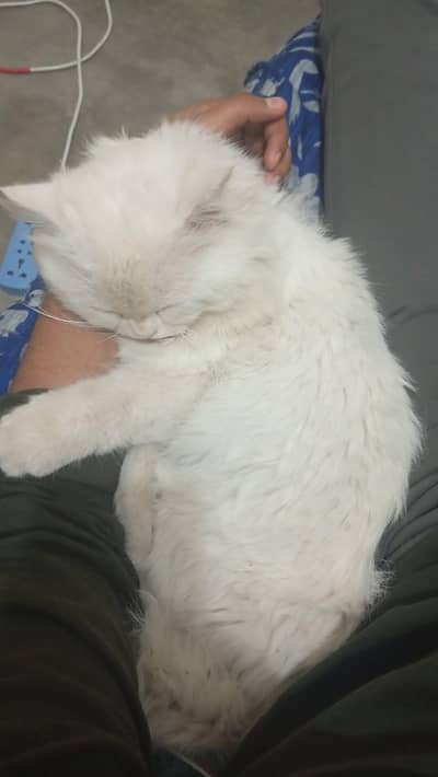 White Persian Male Cat