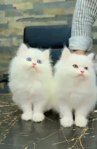 Persian Cats & Kittens for Sale may WhatsApp 03493839133