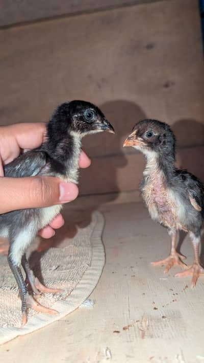 top quality aseel chicks