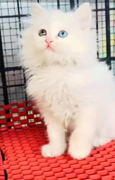 Persian Cats & Kittens for Sale may WhatsApp 03493839133