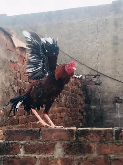 Burmi trat pair for sale