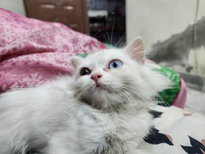 Persian White Cat 2 Colour Eyes