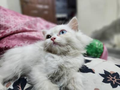 Persian White Cat 2 Colour Eyes 1 month baby
