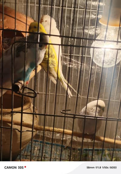 budgies for sale