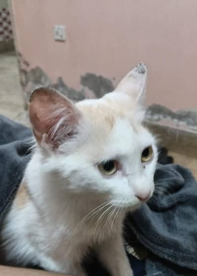 Persian Kitten 2 Month Just 10k only no behas