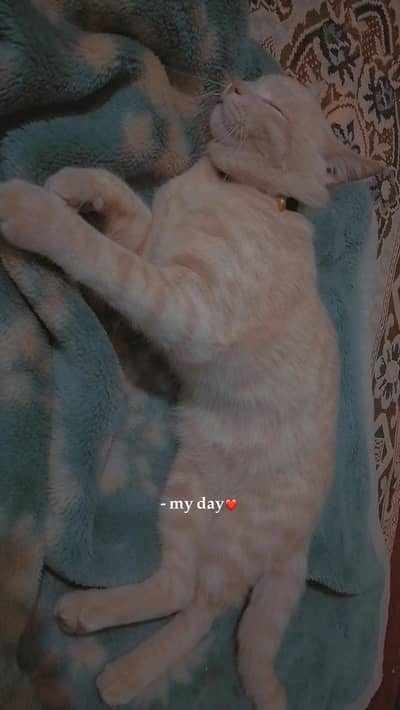 British Semi persian cat adoption