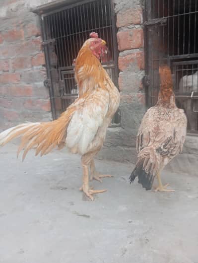 Aseel murgha / Aseel breeder pair / Aseel hen / Aseel rooster