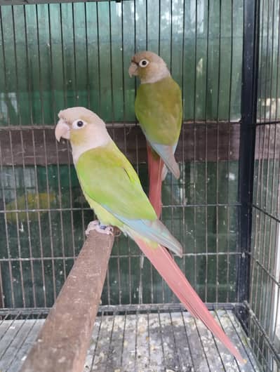 pineapple conure breeder pair- 03214382921