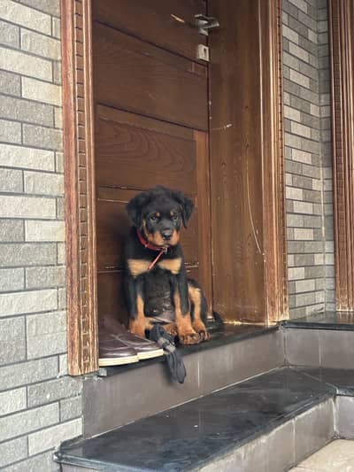 Rottweiler pair for sale