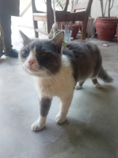 persian Cat for Sale