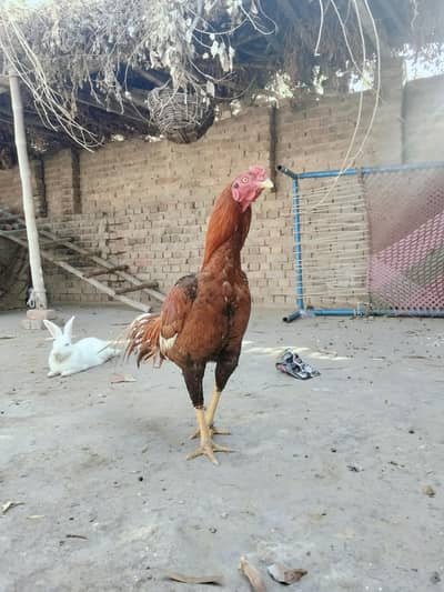 aseel sindhi 7000 or aseel murghi 5000