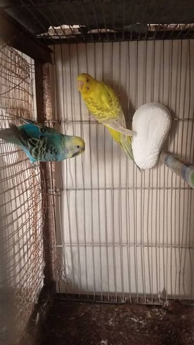 1 bujri quality pair available