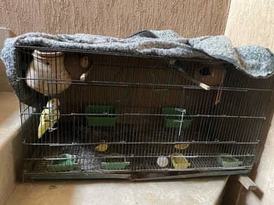 5 Lovebirds ofnine Parrots for Sale (With Cage) - Urgent Sale