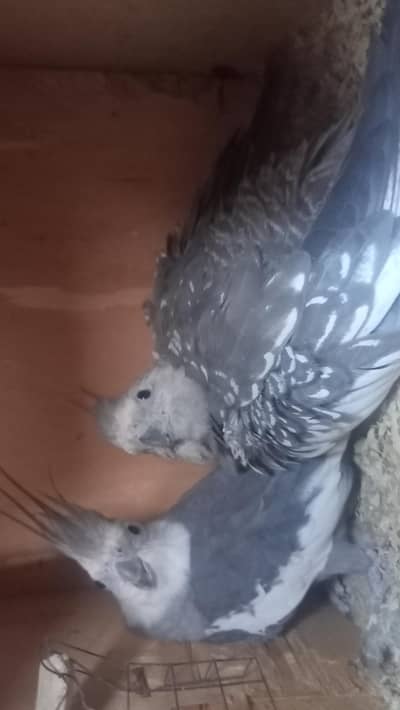 Cockatiel white face charcoal pair