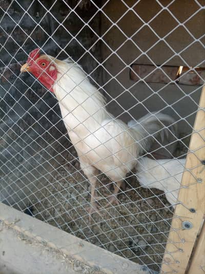 aseel Heera pair  03212989467