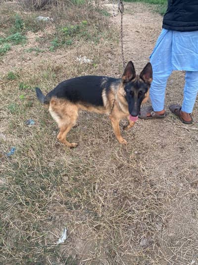 German shepherd pure 1st cote