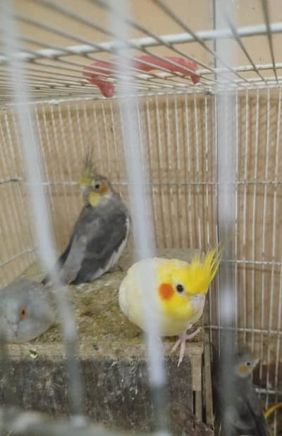 Cockatiel birds for selll