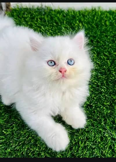 Persian cat for sale my WhatsApp number  0325-15-67-306