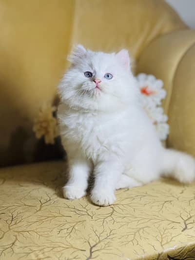 Cats Burewala & Lahore