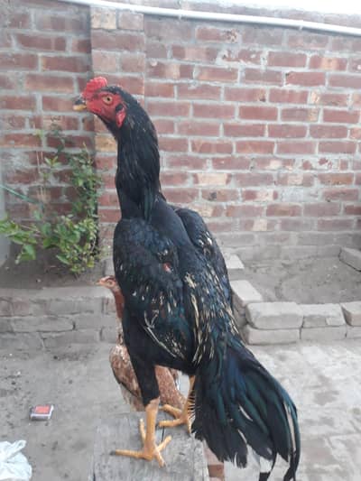Aseel Black Shamo Cross Phata for sale.