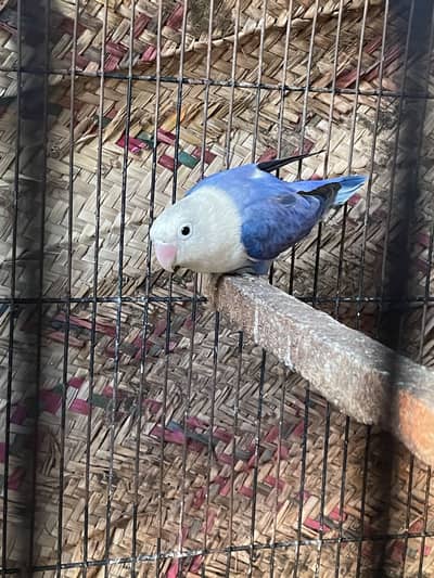 breeder pair with chicks