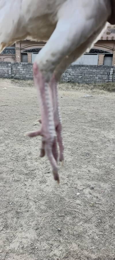 aseel murgi paper white