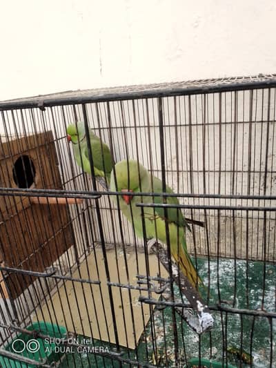 mashallah health active breeder pair available