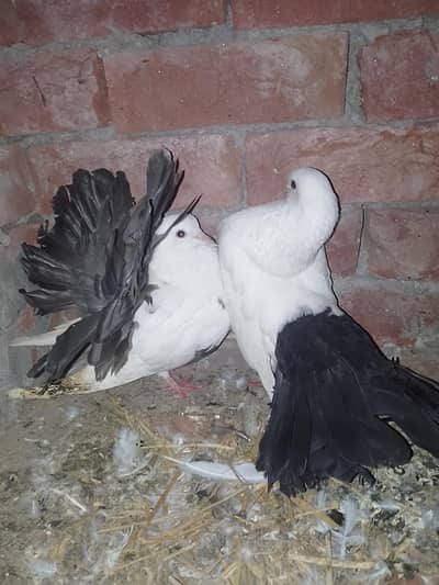English fantail + sherazi+white lucky Ava Available