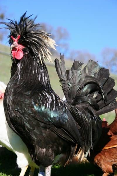 fancy hen |polish murgha | incubator |semi-automati incubator |read ad