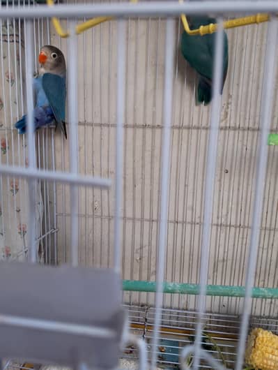 Healthy Blue Fischers and par blue patthay for sale