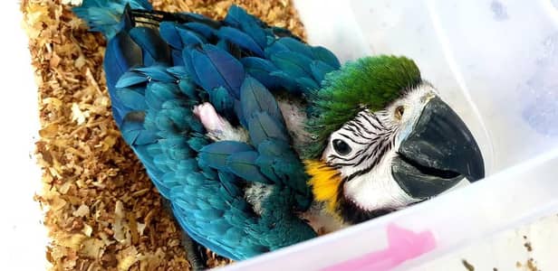 macaw chick