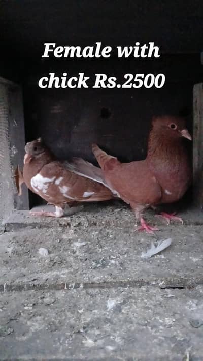 Multani maina kabotar male orr female