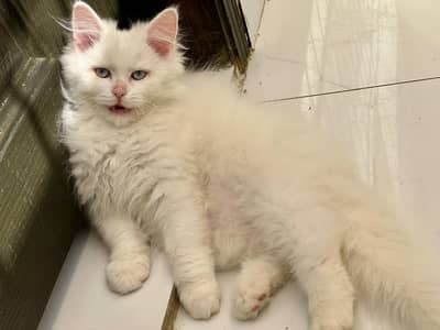 Pair Persian (Blue & Odd Eyes)