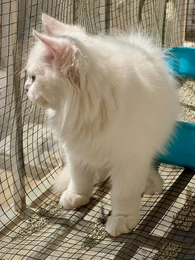 Pair Persian (Blue & Odd Eyes)